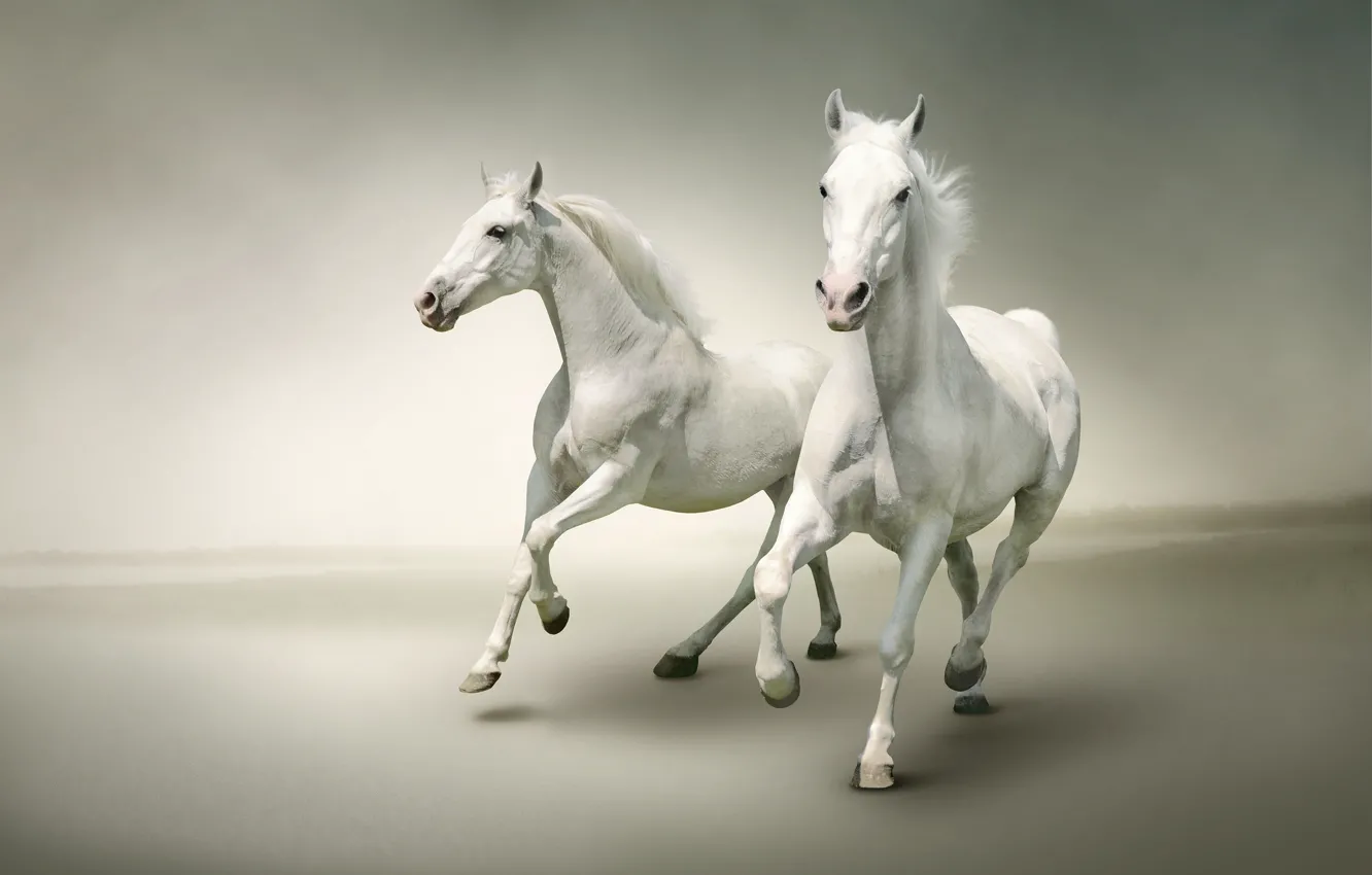 Photo wallpaper two, horses, horse, pair, white, Duo, light background, two