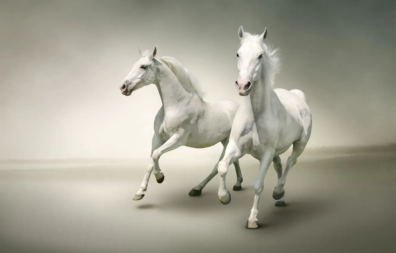 Photo wallpaper face, horse, horse, two, pair, white, Duo, light background