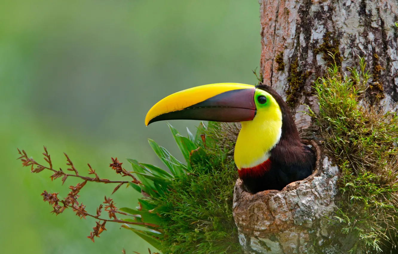 Photo wallpaper tree, bird, beak, Costa Rica, korichnevoy Toucan