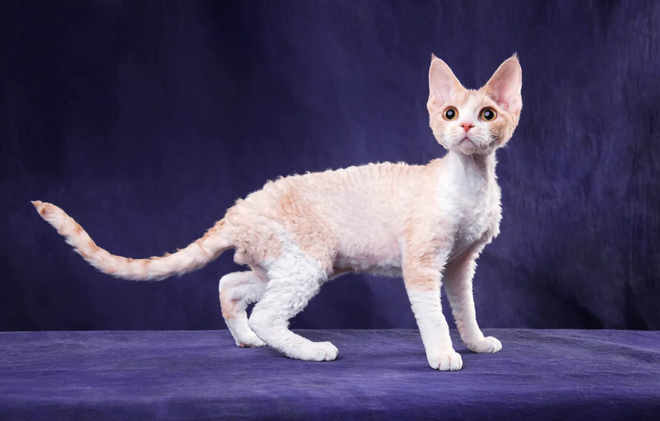 Photo wallpaper cat, white, cat, look, pose, kitty, cat, baby
