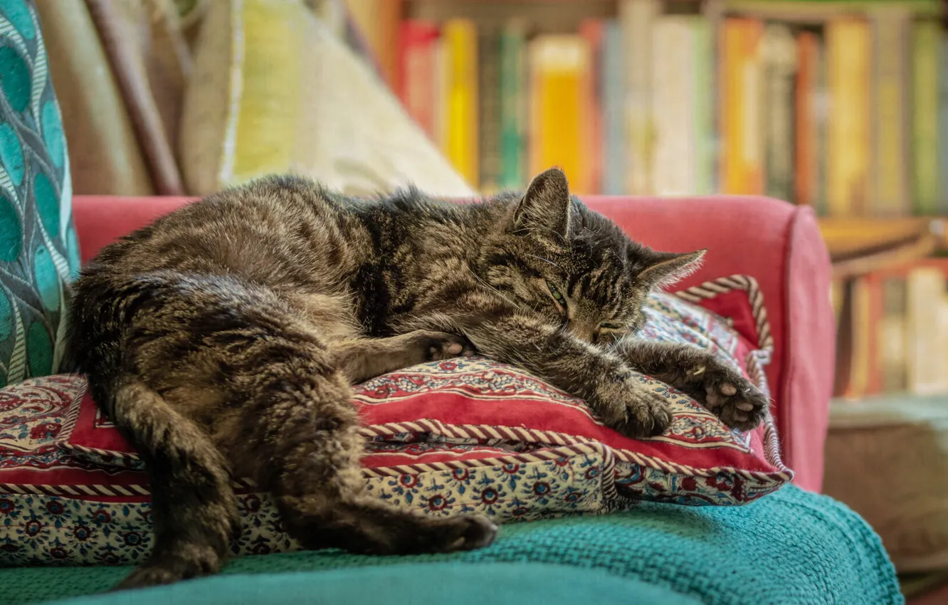 Photo wallpaper cat, cat, sofa, pillow, lies