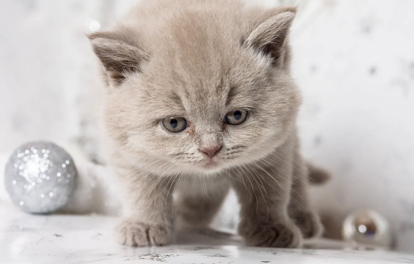 Photo wallpaper eyes, look, kitty, Kote