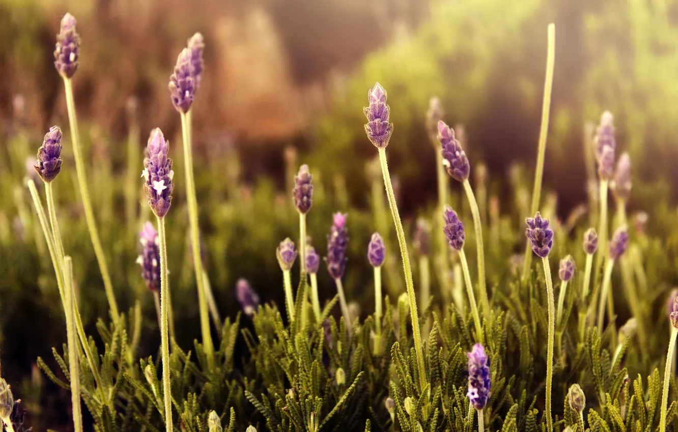 Photo wallpaper grass, flowers, lavender