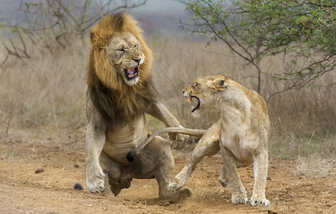 Photo wallpaper lion, fight, lioness, attack