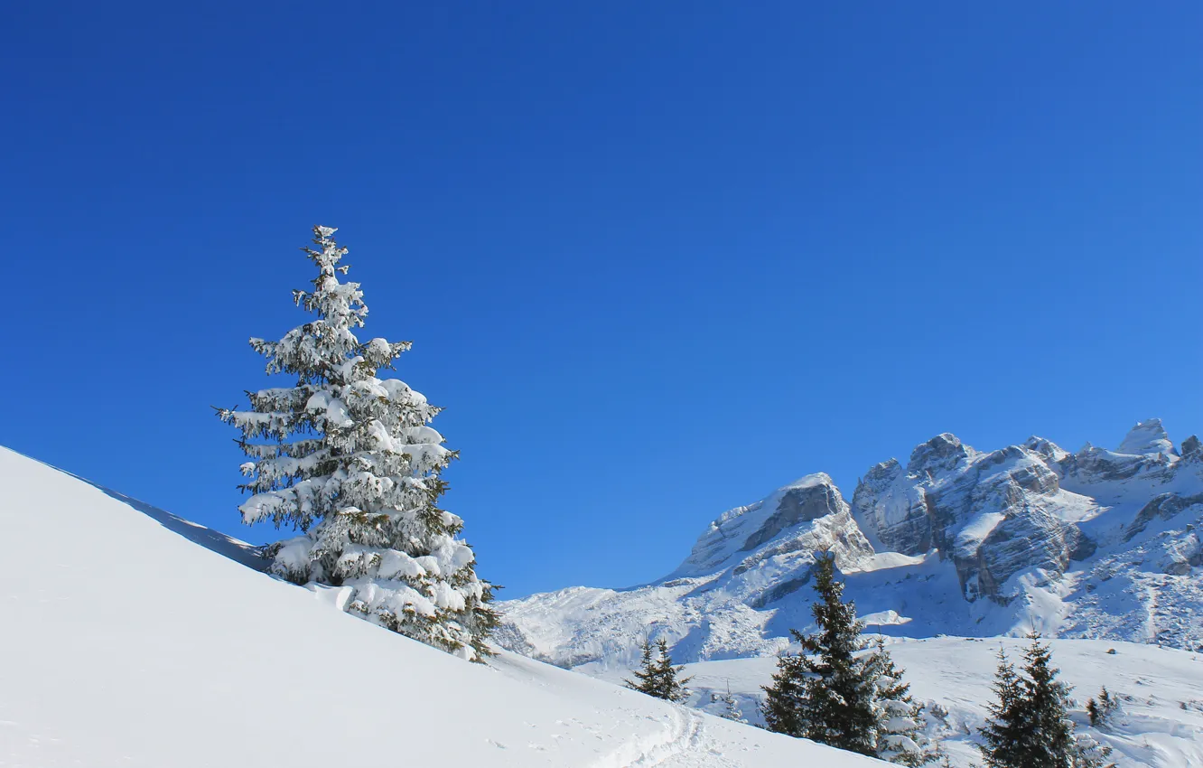 Photo wallpaper winter, the sky, snow, mountains, traces, tree, spruce, slope