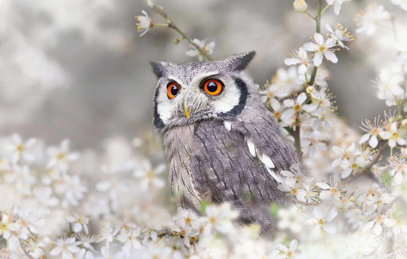 Photo wallpaper look, flowers, branches, owl, bird, spring, white, light background