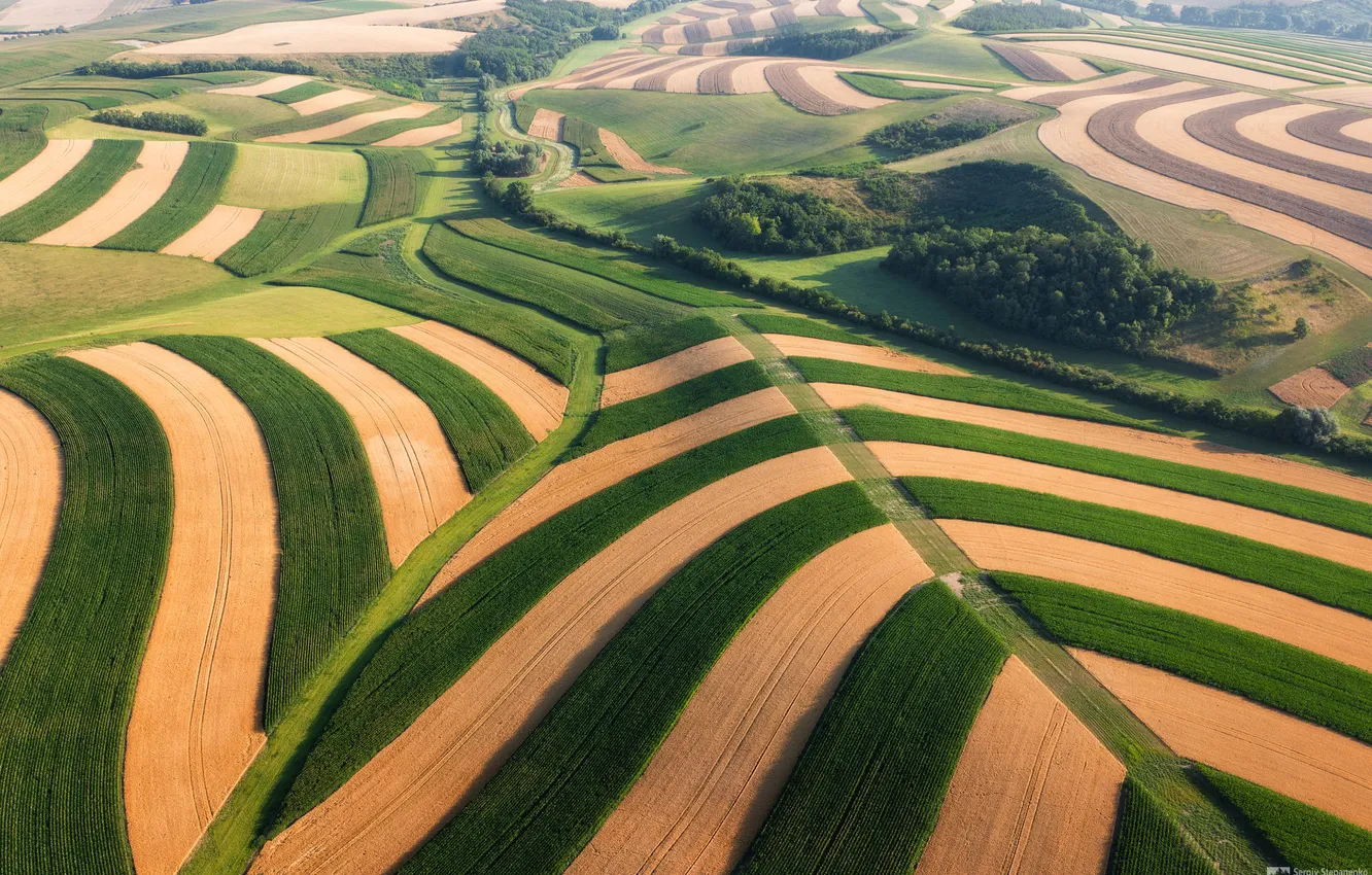 Photo wallpaper field, beauty, space, grove, the view from the top, Stepanenko Sergiy, Art of Fields