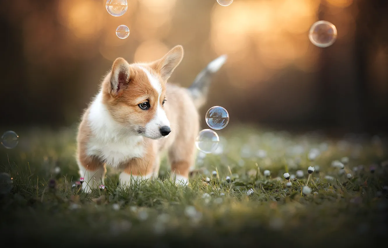 Photo wallpaper flowers, dog, bubbles, puppy, bokeh, doggie, Welsh Corgi