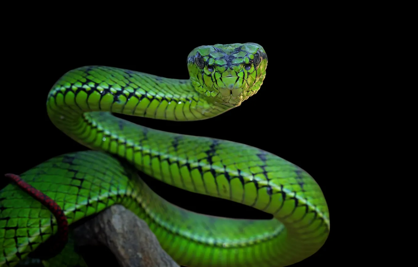 Photo wallpaper eyes, look, face, branches, green, animal, danger, snake