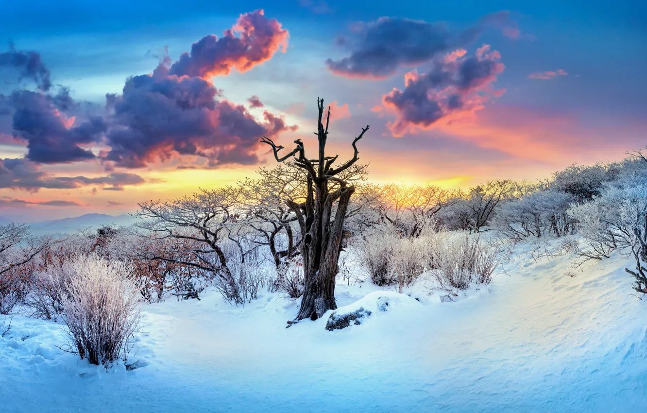 Photo wallpaper winter, clouds, light, snow, trees, sunset, branches, nature