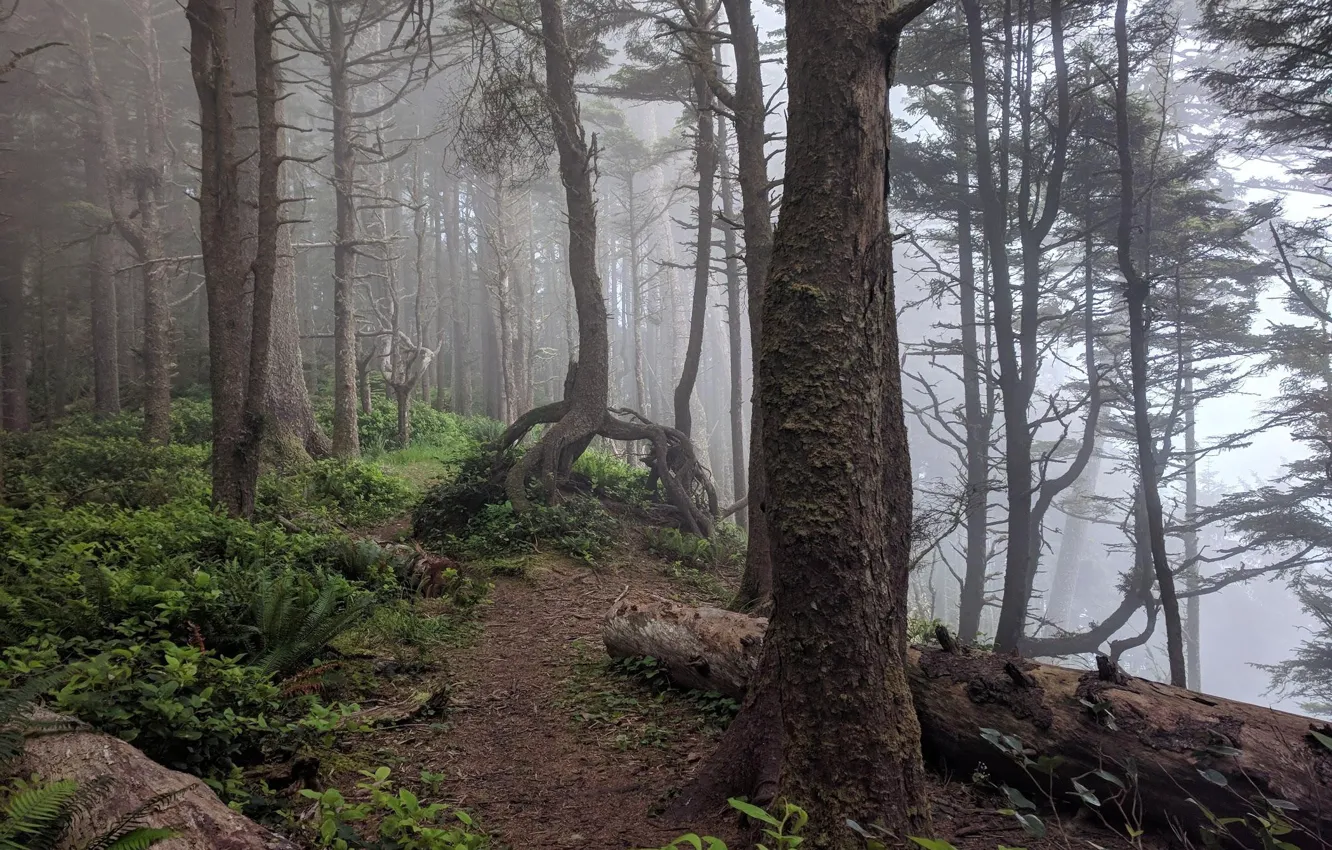 Photo wallpaper forest, trees, fog, Oregon, USA, Arch Cape