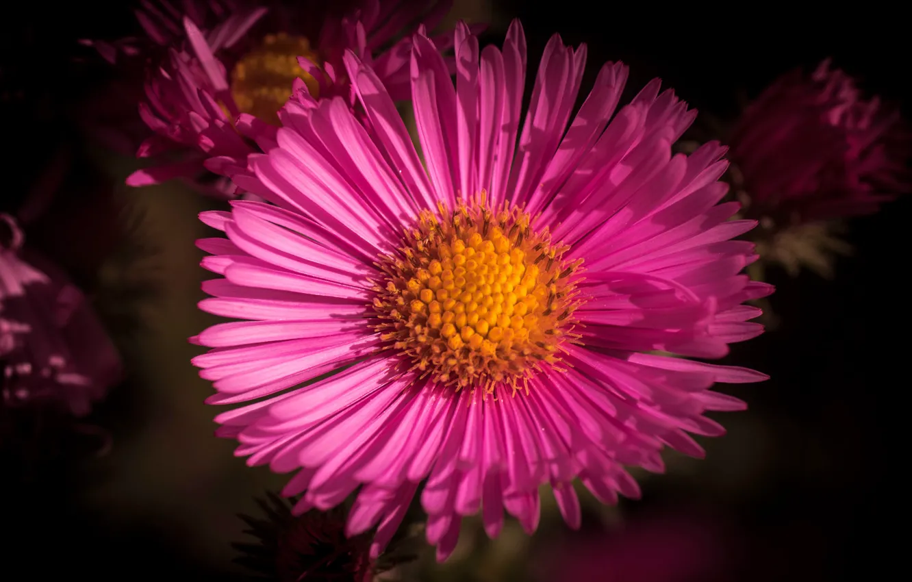 Photo wallpaper flowers, the dark background, petals, pink, asters