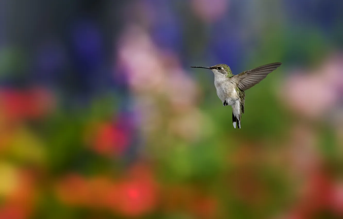 Photo wallpaper bird, focus, blur, Hummingbird