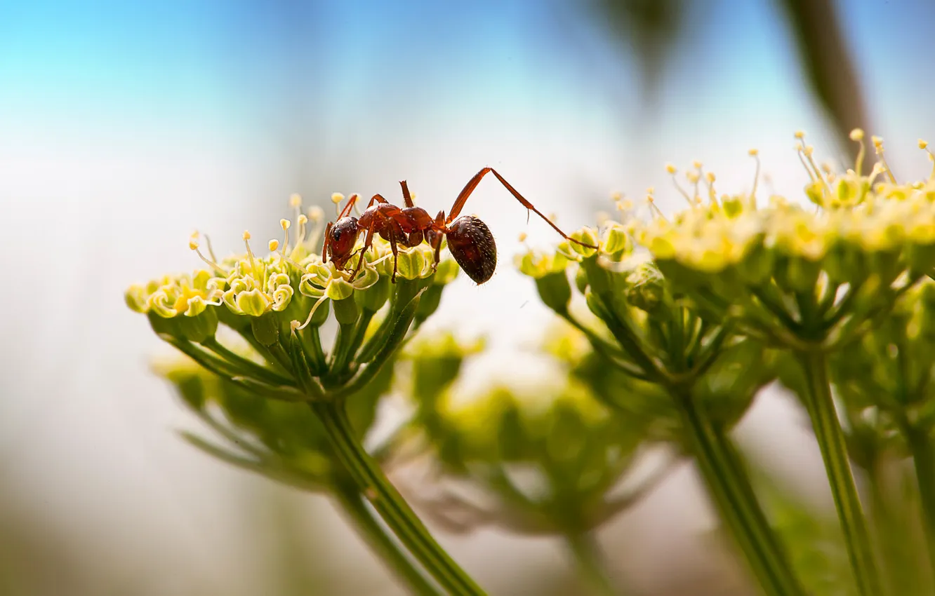 Photo wallpaper macro, flowers, ants, insect