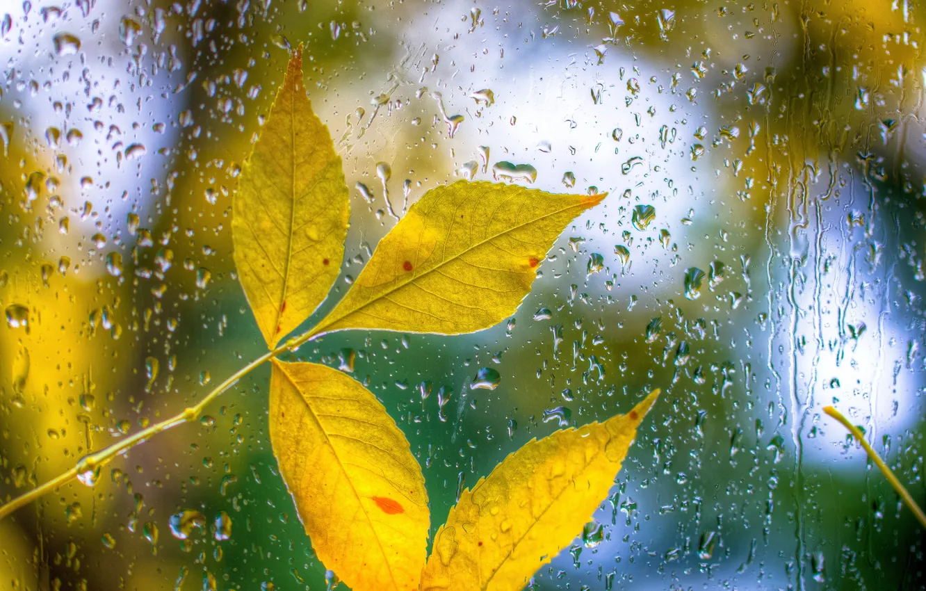 Photo wallpaper autumn, glass, leaves, drops, rain