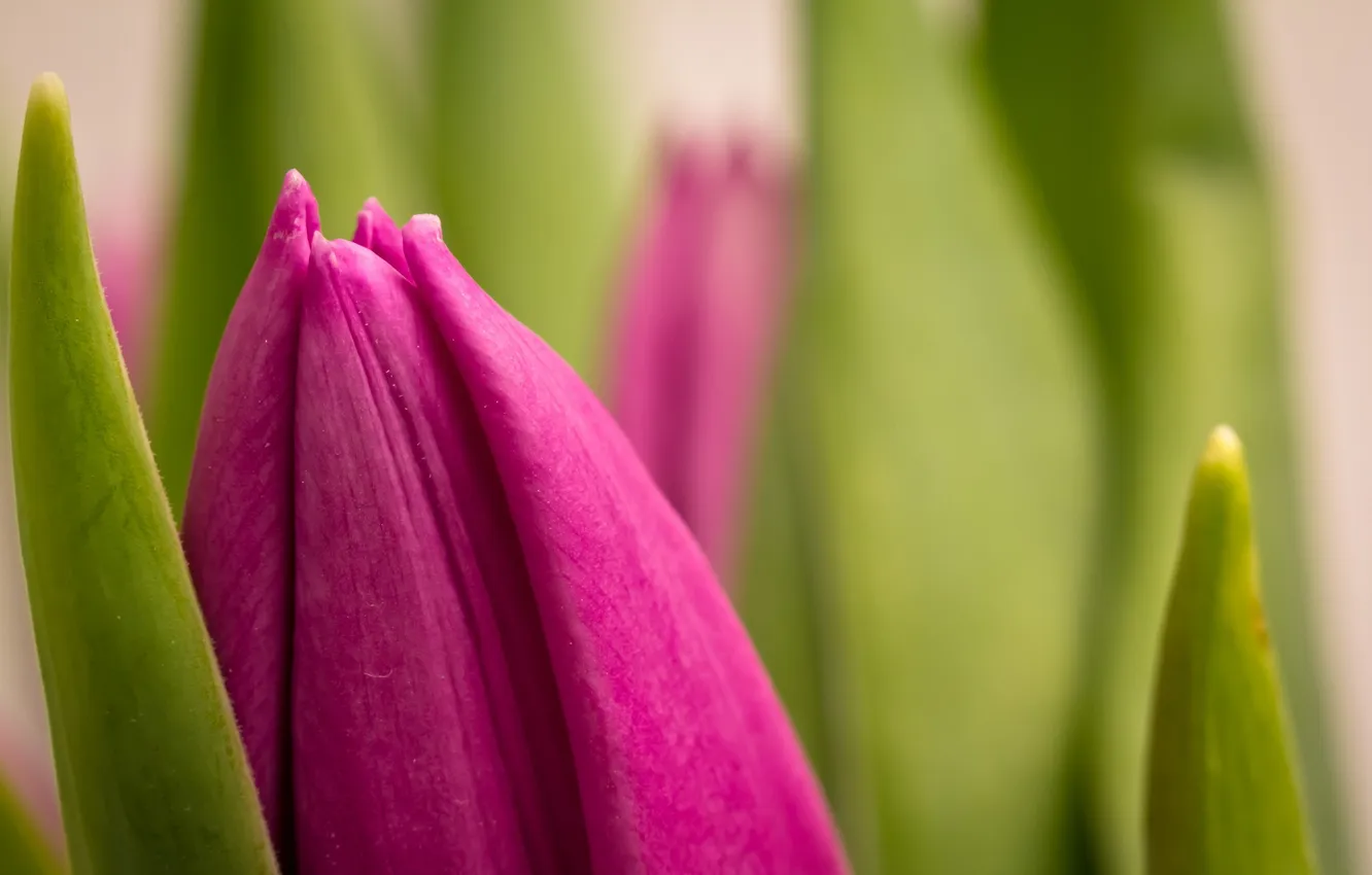 Photo wallpaper summer, nature, tulips