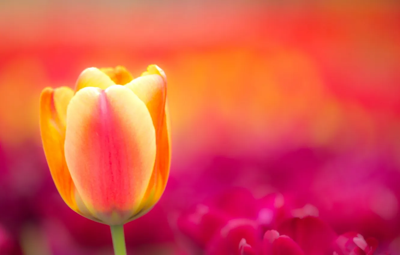 Photo wallpaper summer, light, background, tulips