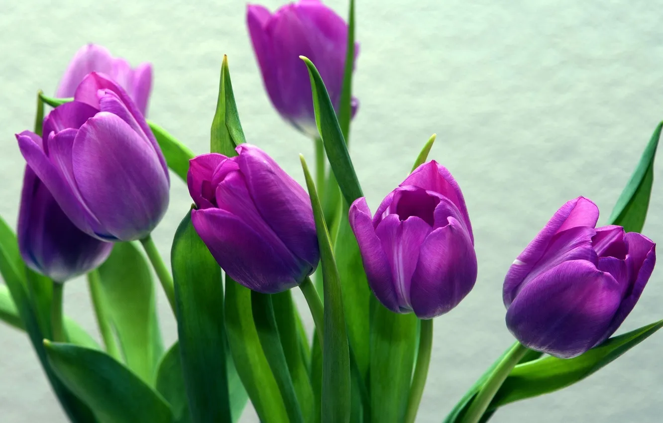 Photo wallpaper flowers, petals, tulips