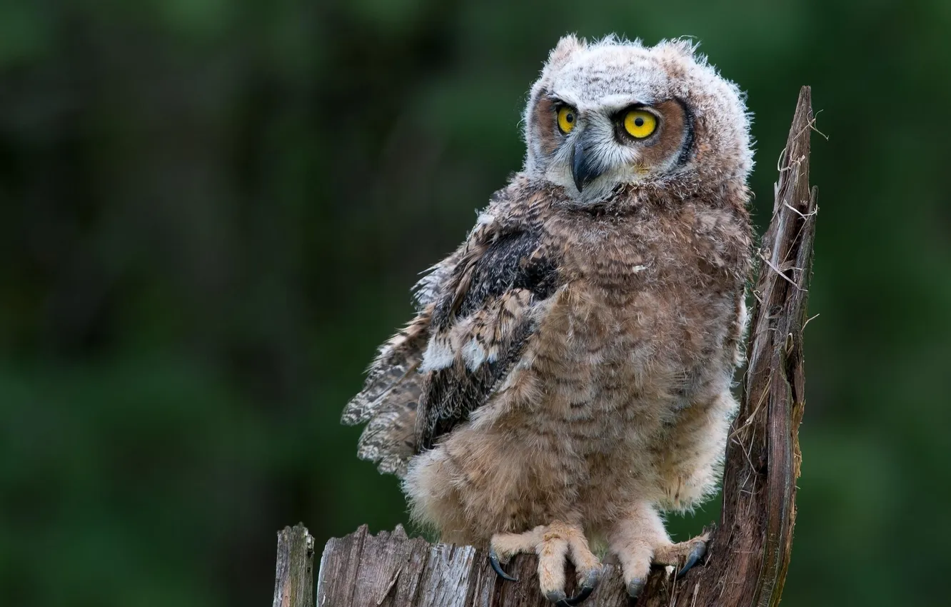 Photo wallpaper owl, stump, Virgin Filin