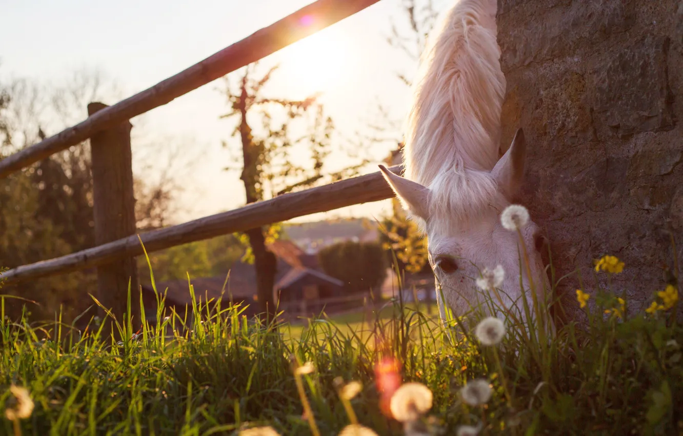 Photo wallpaper white, summer, the sky, grass, face, light, flowers, glare