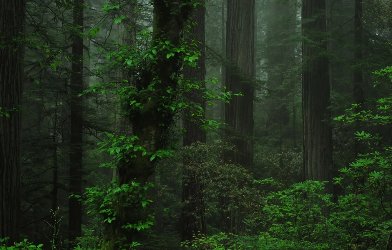 Photo wallpaper forest, trees, nature, Oregon, USA, USA, Oregon