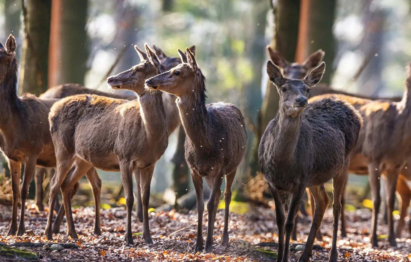 Photo wallpaper forest, the sun, trees, deer, the herd, bokeh