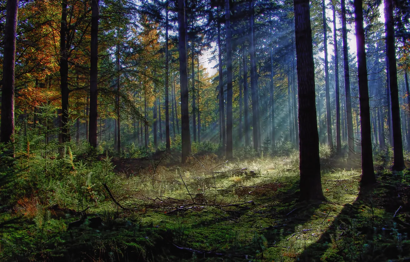 Photo wallpaper forest, grass, the sun, rays, trees, branches, foliage, kostric