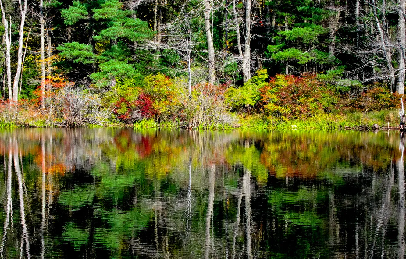 Photo wallpaper autumn, forest, water, trees, reflection