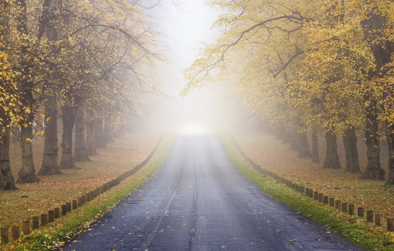 Photo wallpaper road, autumn, forest