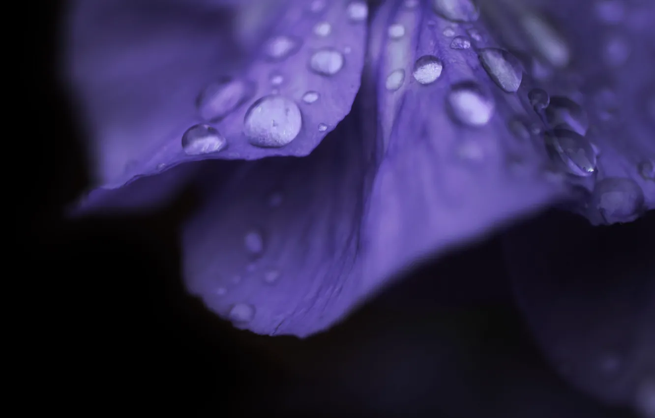 Photo wallpaper flower, purple, water, drops, macro, flowers, Rosa, background