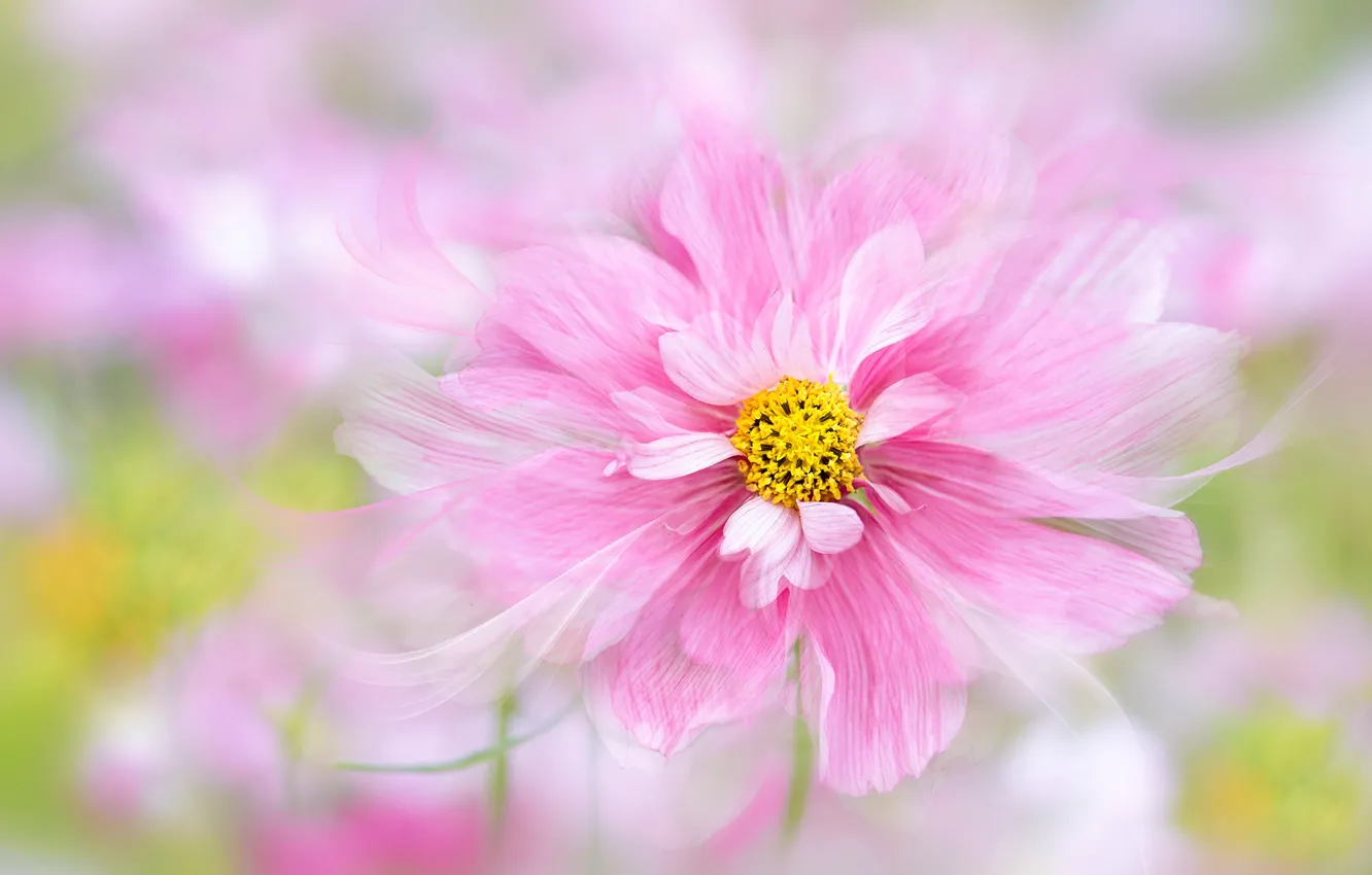 Photo wallpaper flower, macro, pink, treatment, petals, bokeh