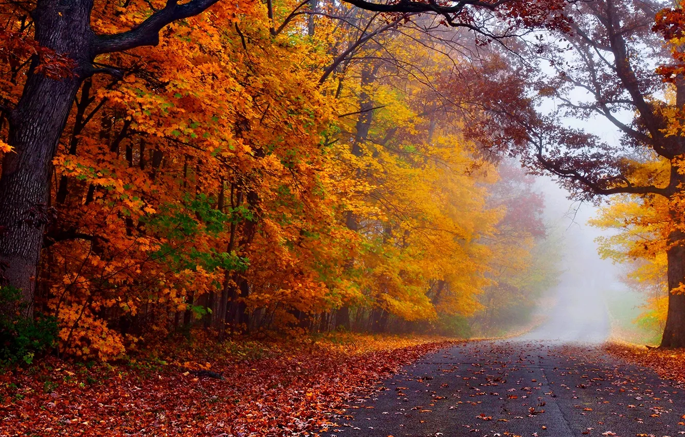 Photo wallpaper road, autumn, forest, leaves, trees, nature, Park, colors