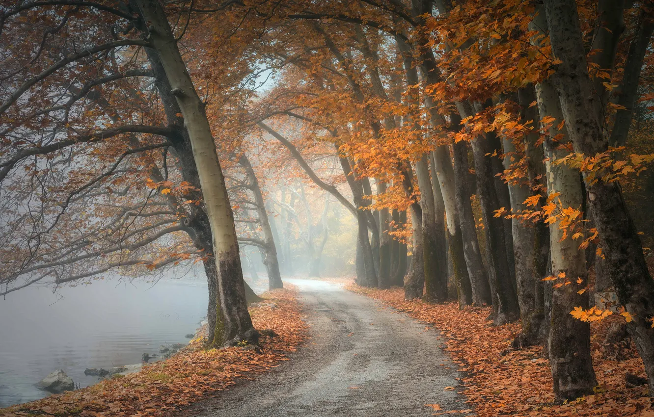Photo wallpaper road, autumn, forest, trees, branches, yellow, fog, lake
