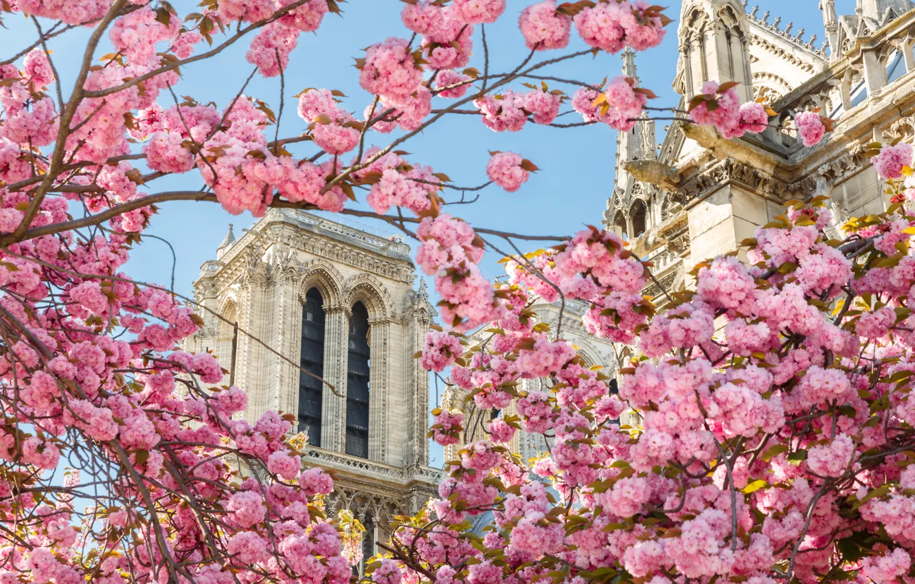 Photo wallpaper flowers, France, Paris, spring, In The Heart Of Paris Bogomateri