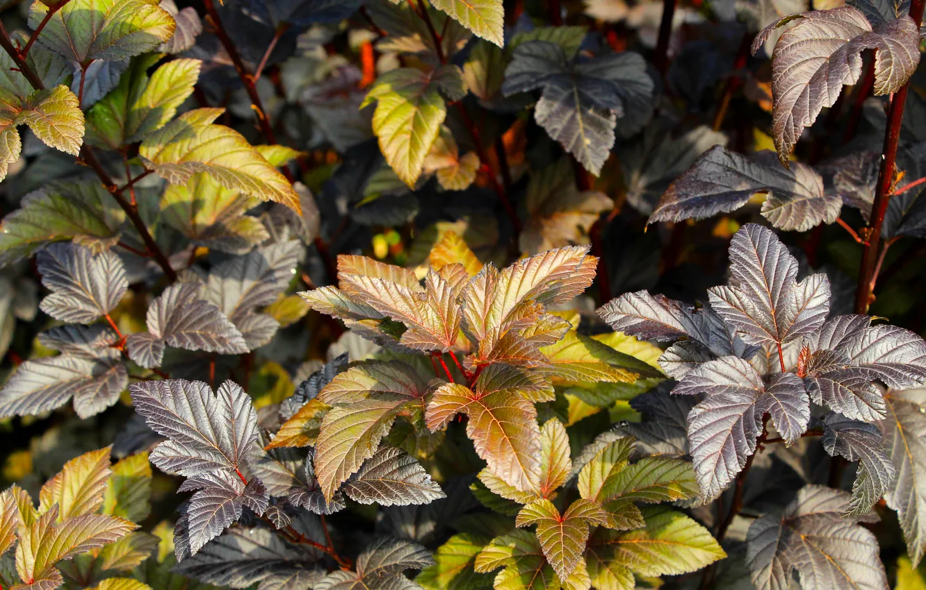 Photo wallpaper color, leaf, plant, twig