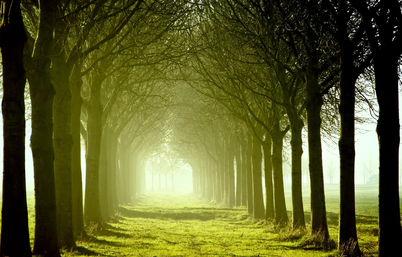 Photo wallpaper grass, leaves, the sun, trees, nature, green, background, Wallpaper