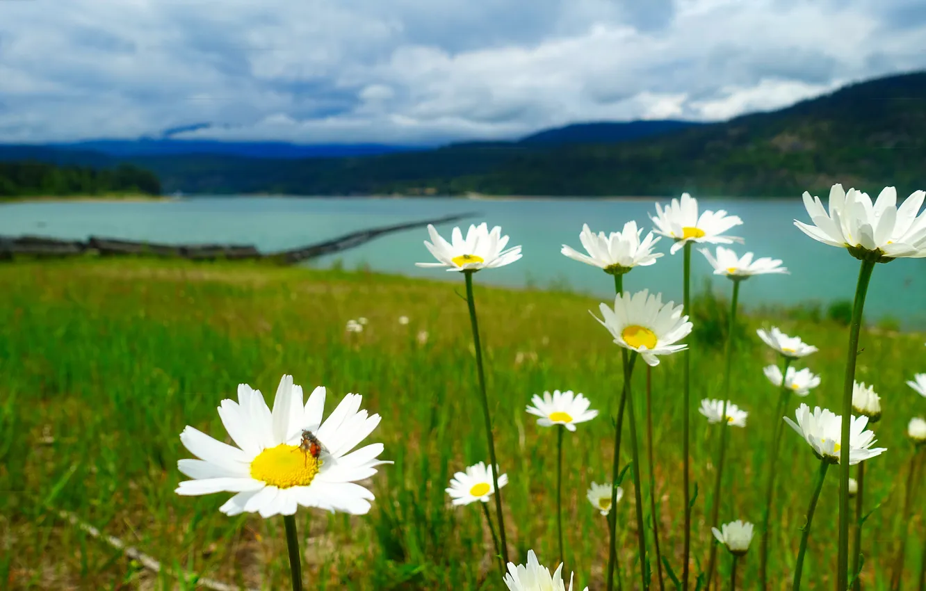 Photo wallpaper flowers, nature, shore, white, glade, chamomile, pond, field
