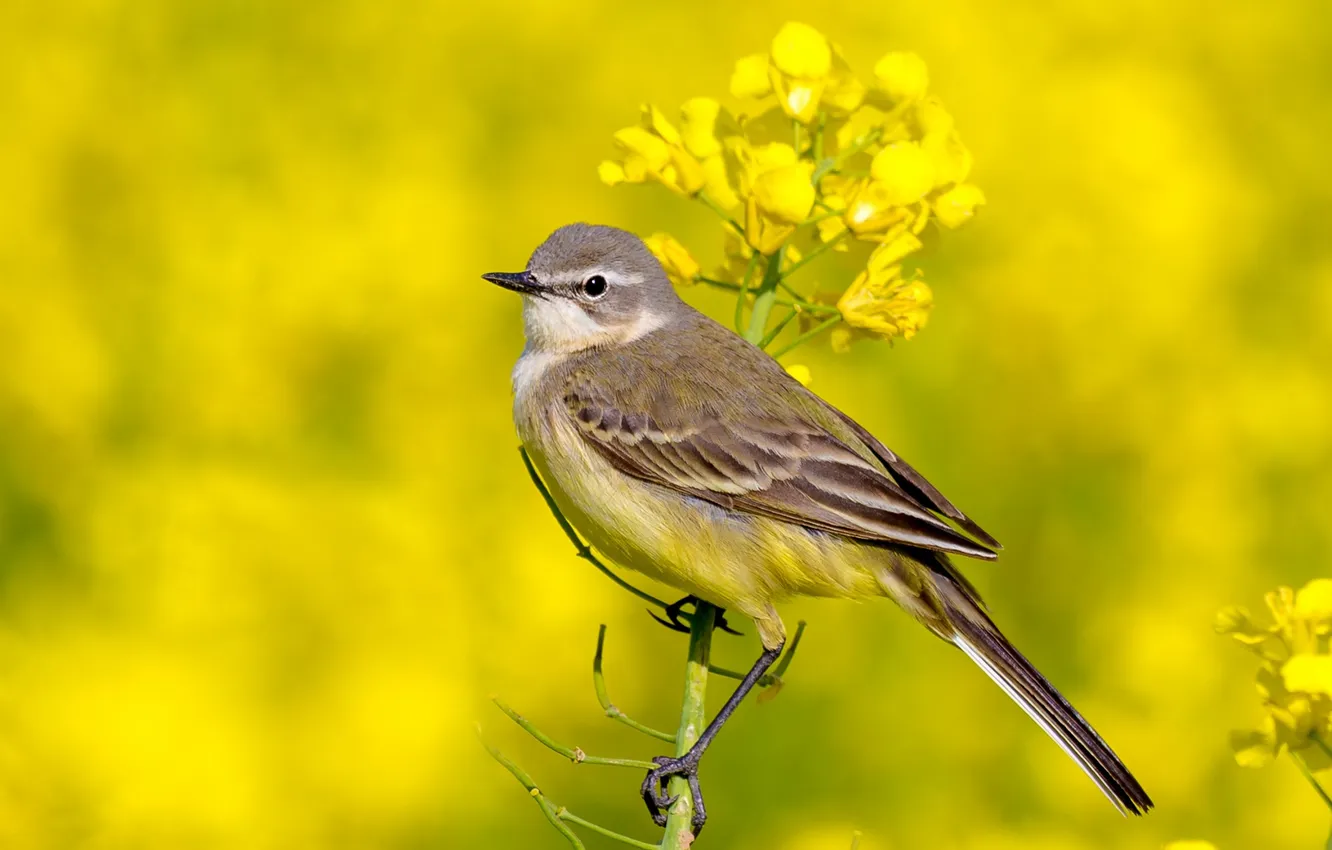 Photo wallpaper flowers, bird, yellow background, rape, yellow Wagtail, Wagtail