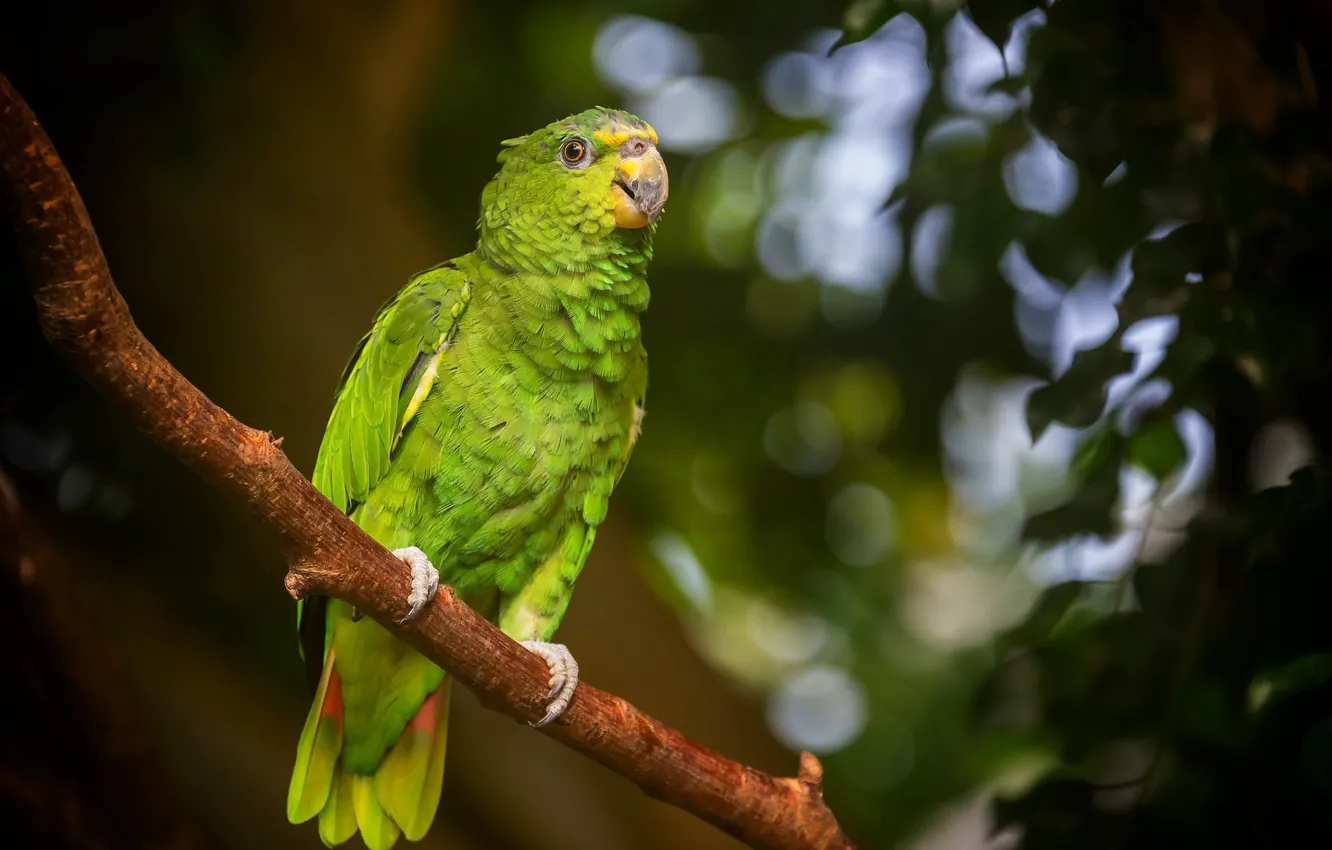 Photo wallpaper green, bird, branch, parrot, bokeh