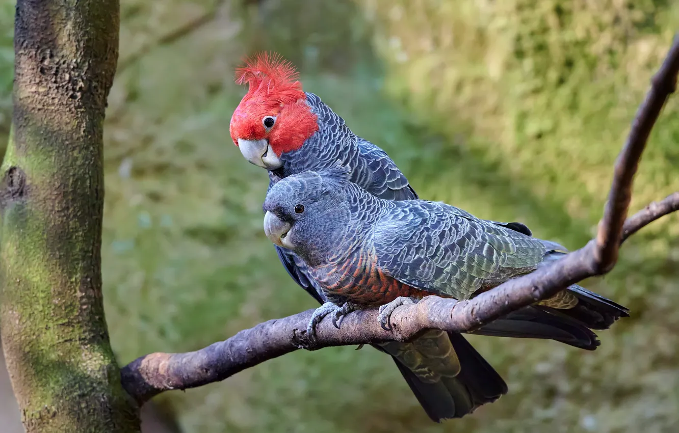 Photo wallpaper trees, branches, grey, bird, parrot, pair, a couple, cockatoo