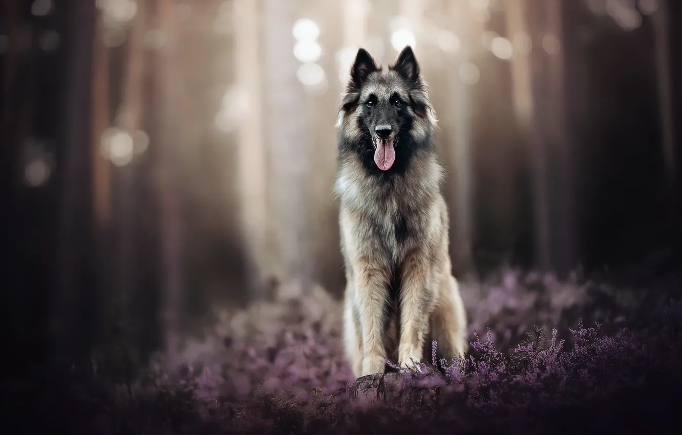 Photo wallpaper nature, each, dog
