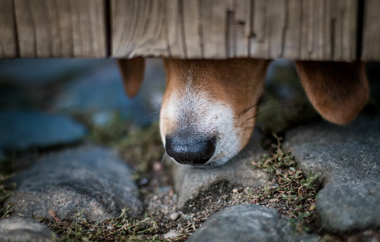 Photo wallpaper macro, dog, nose