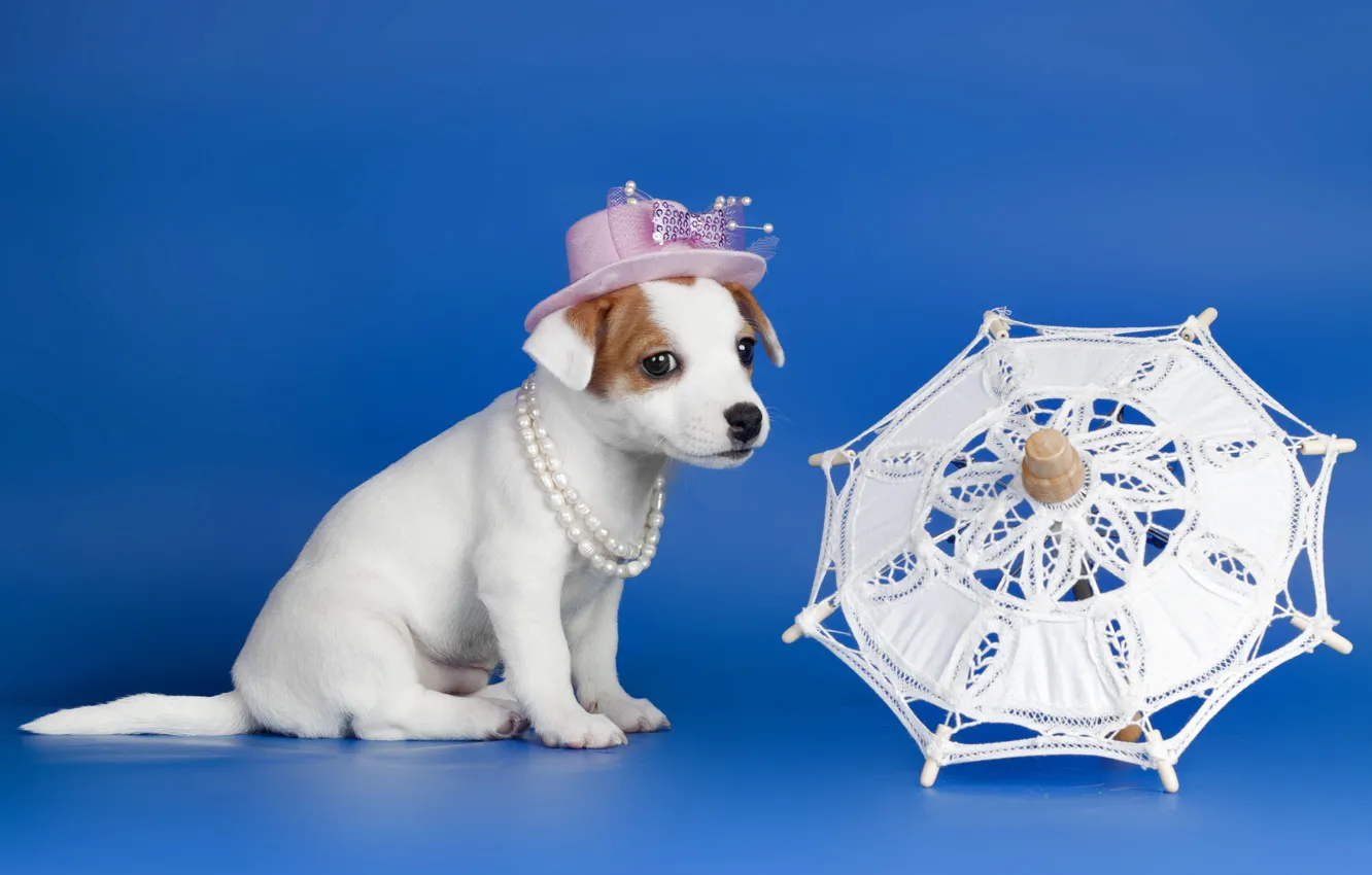 Photo wallpaper dog, umbrella, puppy
