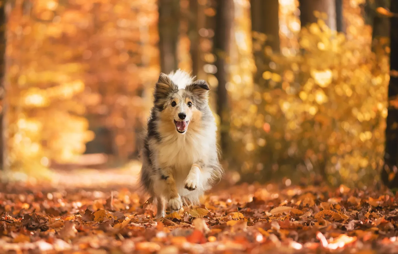 Photo wallpaper autumn, look, each, dog