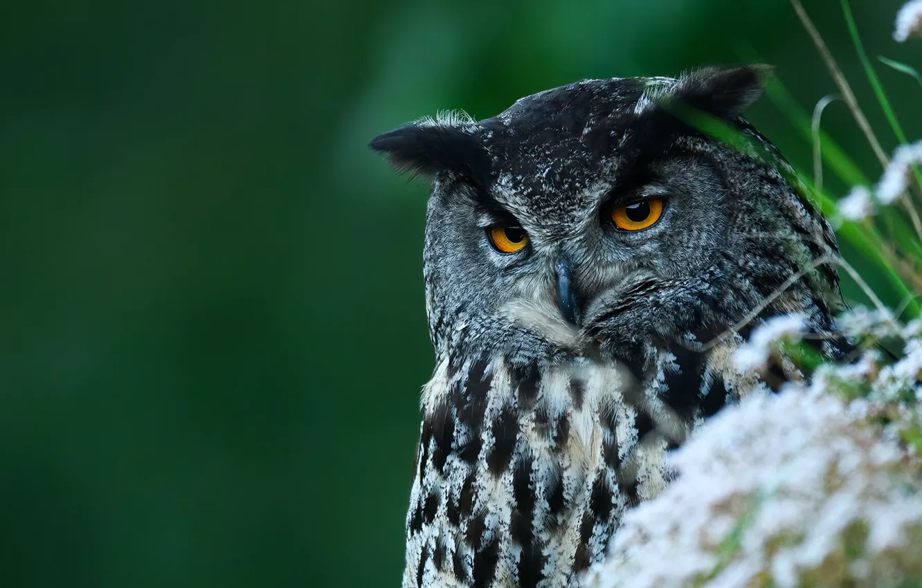 Photo wallpaper look, flowers, nature, owl, bird, portrait, owl