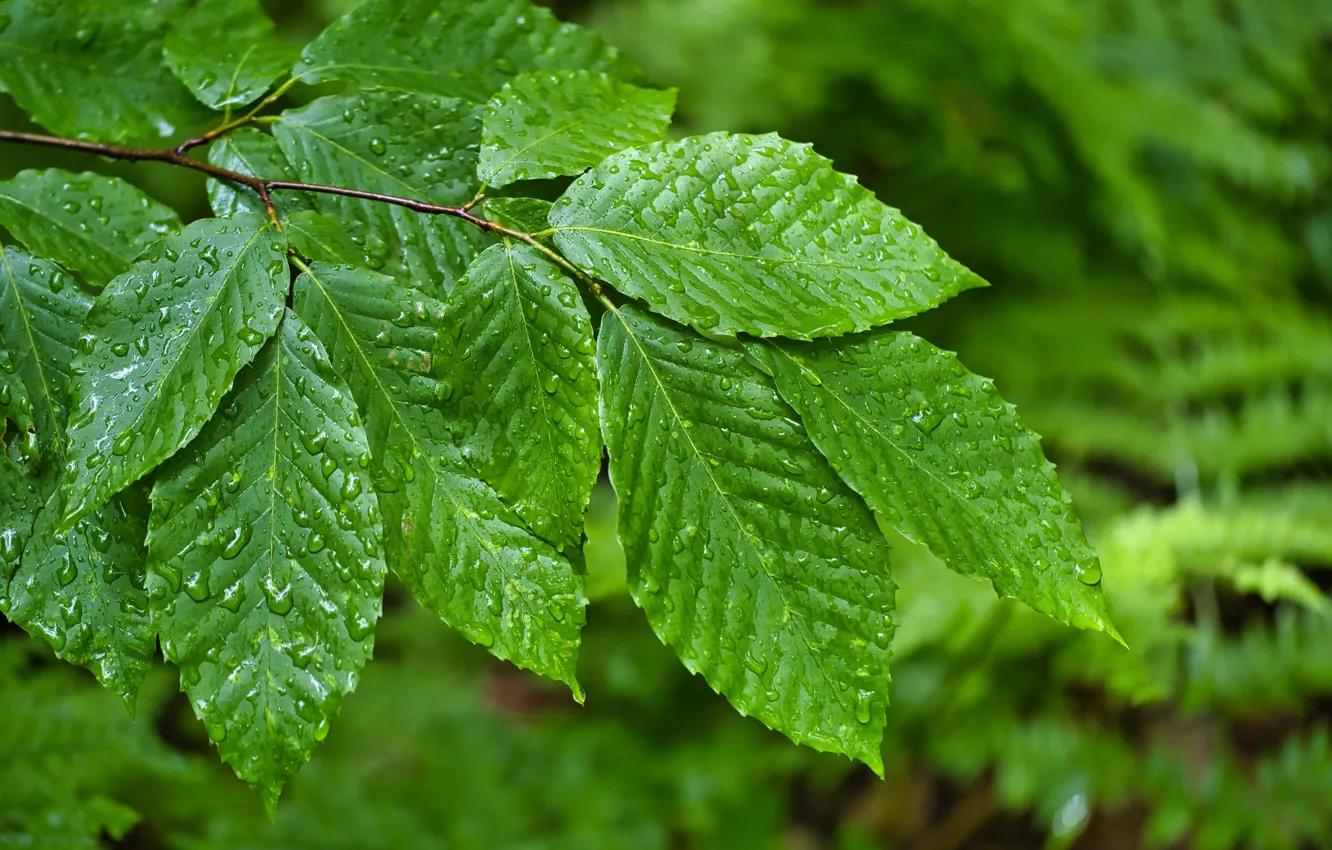 Photo wallpaper greens, leaves, drops, nature, branch