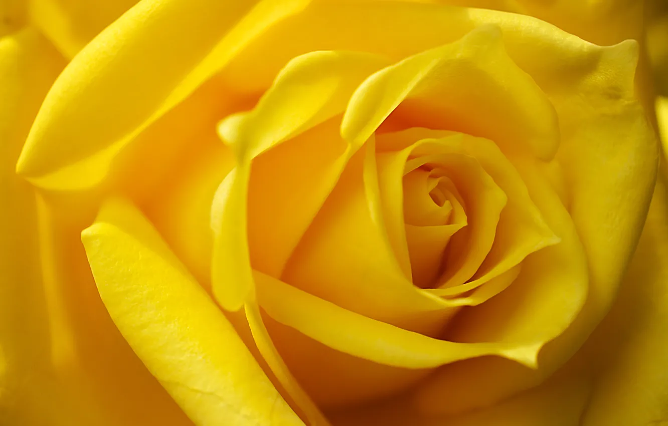 Photo wallpaper macro, roses, buds, yellow rose