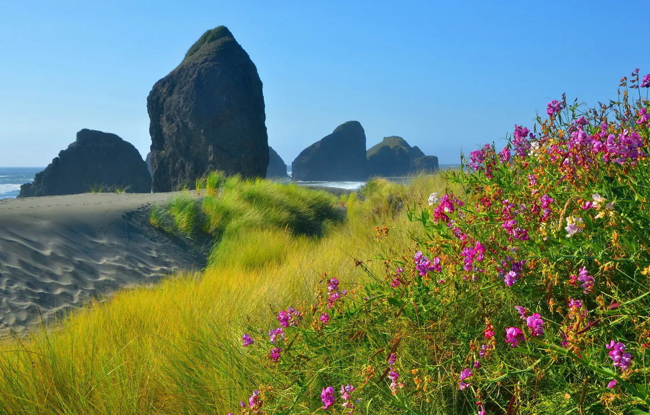 Photo wallpaper sea, landscape, flowers, rocks