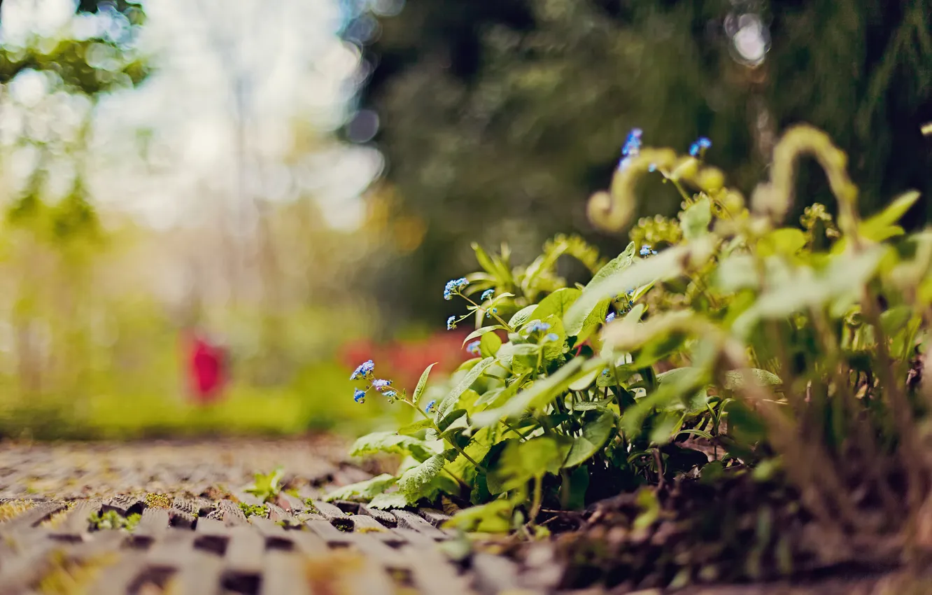 Photo wallpaper flowers, nature, Park, focus, track, bokeh, forget-me-nots
