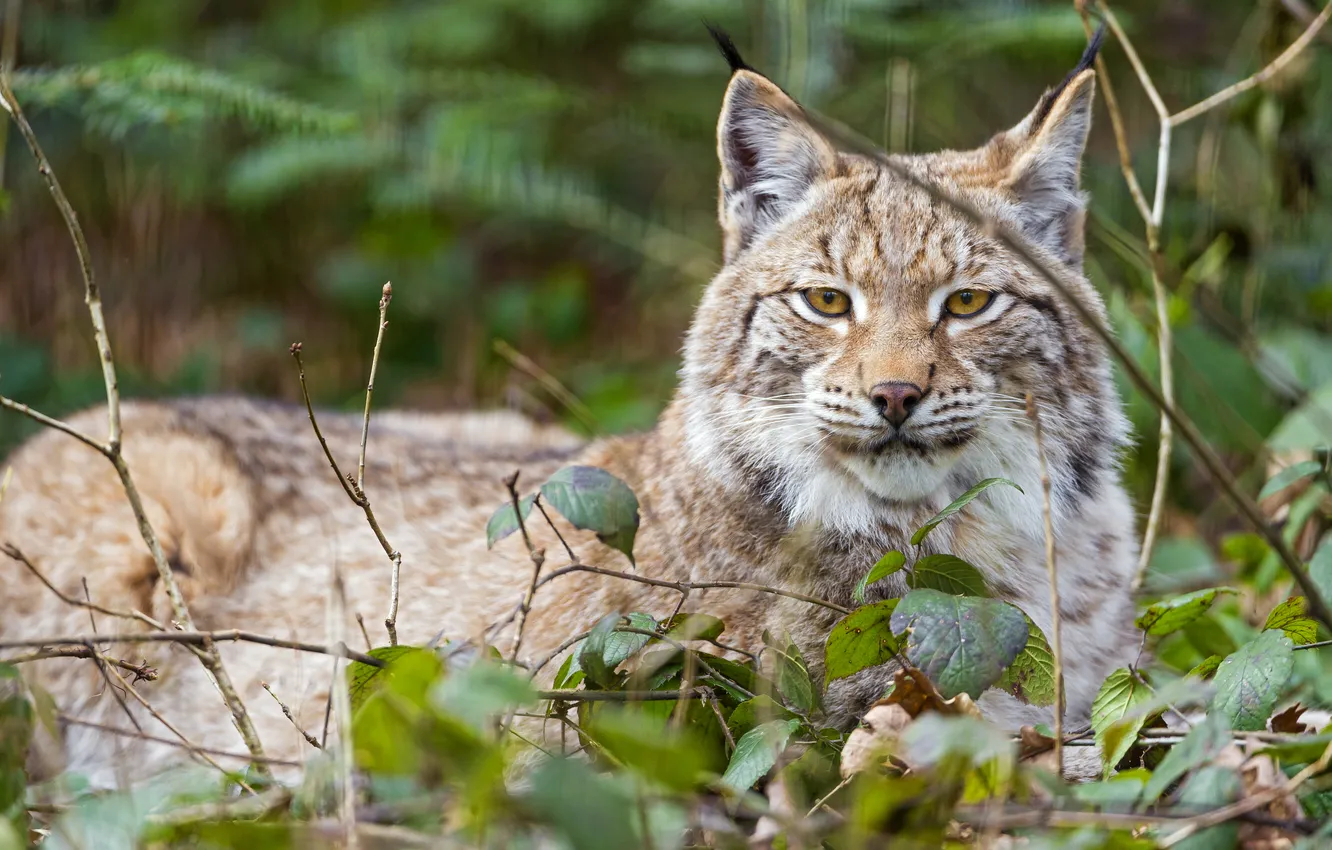 Photo wallpaper cat, look, leaves, branches, lynx, ©Tambako The Jaguar